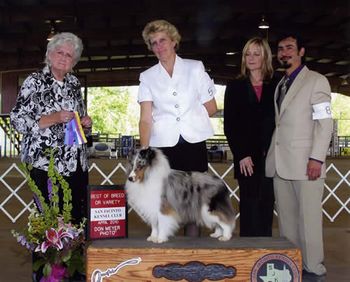 Champion Starlight Just In Time Best Of Breed Win ! Woo Hoo handled by Denise Hines
