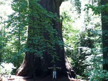 Stout Grove Redwoods
