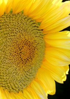sunflower_best_bright
