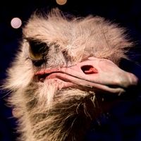 Dead Emu by Suite Journey