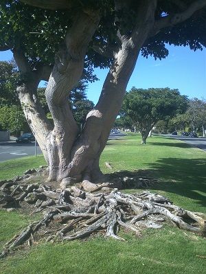 Trees in Santa Monica

