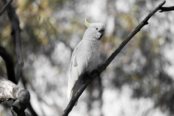 Sulphur-crested Cockatoo
