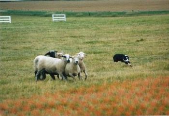 Timer competing at a sheepdog trial
