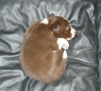 Baby Ziggy - already likes the couch!
