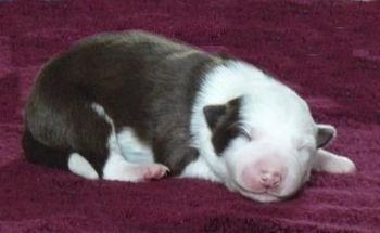 SNICKERS Red & White Left face white with red ear Female
