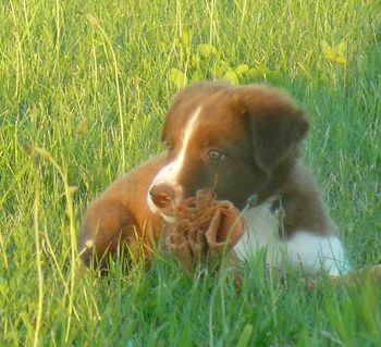 Ziggy in the grass
