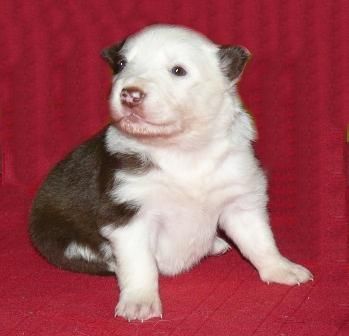 SNICKERS Red & White Left side of face white Right side of face red Female
