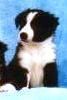 Timer as a pup in January 1994 (5 wks)
