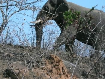 A bull elephant saunters by the road in Hluhluwe Game Reserve.
