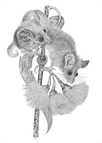 Pygmy Possums . 2010
