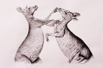 Kangaroos fighting,carbon pencil on paper 2012

