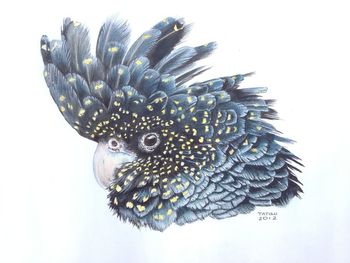 Black Cockatoo (endangered) 2012. Pencil and ink on paper
