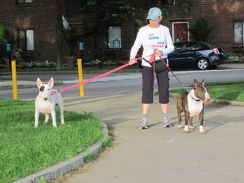 Rosie, Dante, Abby out for a nice walk
