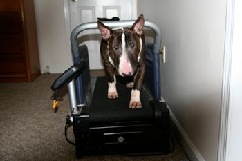 Dante walking treadmill
