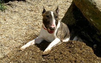 Dozer cooling off in the dirt
