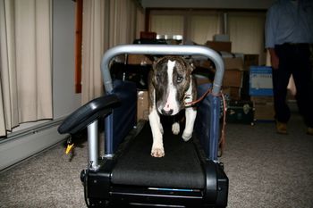 Dozer walkin on his treadmill
