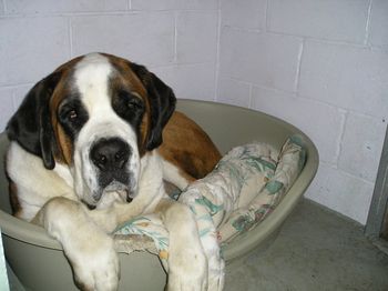 Believe it or not.....a 150 lb St Bernard curled up inside the dog run with enough room for me to climb in with him....
