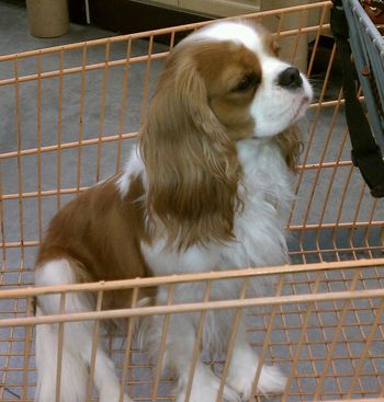 Jessie in the Home Depot.
