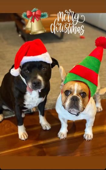 Happy Christmas from Cookie and Diesel
