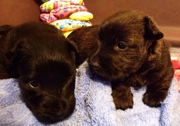 Haslemere Harrison Tweed and Paloma Paisley - 4 weeks old
