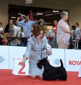 Jack competing at the Word Dog Show in Milan, where he was Vice Junior World Winner
