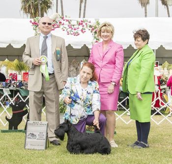 Gabby winning Best in Sweepstakes at the Great Western Terrier Assn. in Long Beach, CA.
