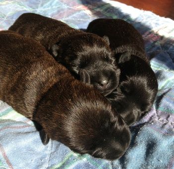 One week old - 2 brindle girls, 1 black boy.
