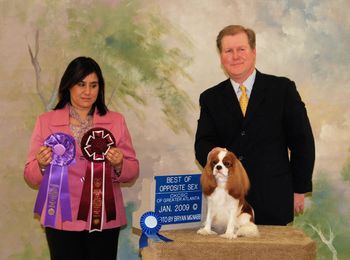 BOS MIMRIC MOONSTONE Eng. Ch Pascavale Enchanted x Ch Twickenham That's Amore of Mimric Breeder - Amelia Hodges & David Fredrick Owner - Amelia Hodges Handler - Ricky Perkins
