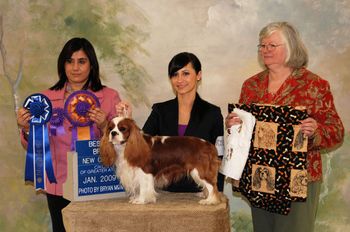 BOB/BISS NEW CHAMPION From the Classes! CH CINDERLACE BRAMBLE Ch Eng Ch Keyingham Branwell x Cinderlace My Fair Lady Breeder - Mr. A. Vella & Mrs. T.A. Vella Owner - Mrs. Patricia Lander Handler - Ms. Michelle Lander
