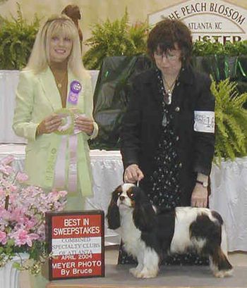 Best in Sweepstakes/Best Junior Dog: CAMBRIDGE CELTIC SION
