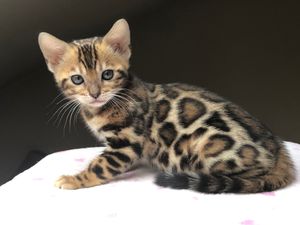 Galaxy is our incredible keeper girl from Storm and Nova