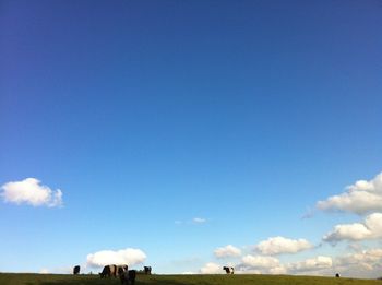 Humbug Cows under giant sky

