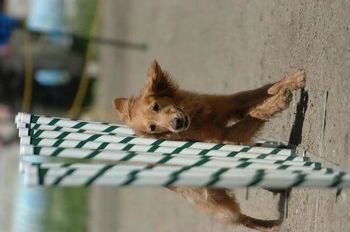 On November 9, 2008 at 9 years old Dixie earned her AKC MACH title while competing near Erie Pa. Dixie continued to compete until she almost 13 years old finishing her CPE C-ATCH in 2012. She is now retired and enjoying hanging out at home. She completed the "Championship" agility title in 5 different venues!
