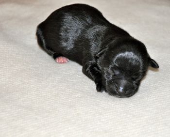 Harry was 5.85 ounces and is black with white markings
