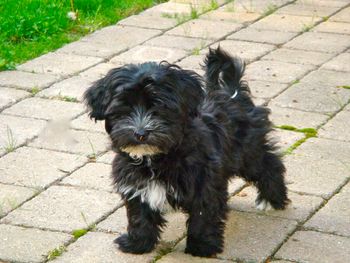 Sid was a self stacker at 3 months of age!
