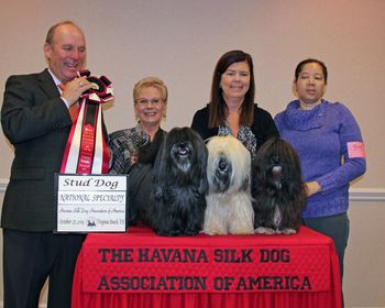 At Nationals in 2013, Curtis wins Best Stud Dog with Genny and Maya behind him

