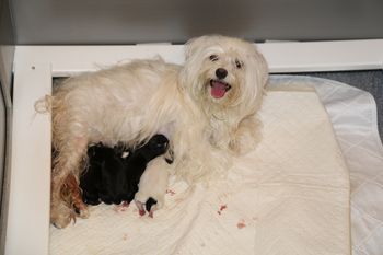 Ally and babies right after delivery
