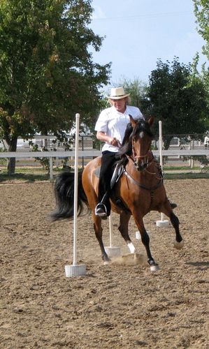 Elegancia de Toledano was started and Trained by Larry Whitsell in Tennessee. Larry Whitsell Horsmanship is noted for its combination of gentle horsemanship and true gaitedness to keep the gaited horse in true form..

