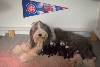 Momma Bella and her 9 Chicagoland Cuppies
