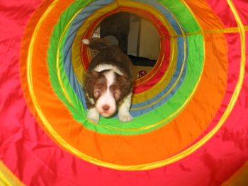 First Agility Tunnel at 5 weeks of age.
