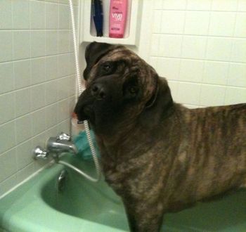Bath time??
