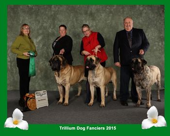 Best Stud Dog CMC Ntnl Specialty 2015 (Daughters Clover & Patsy)
