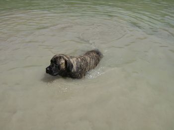 Our water dog
