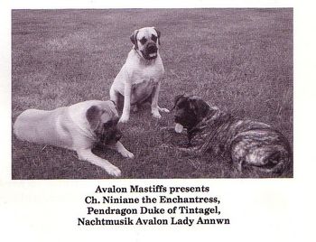 Right - Nachtmusik Avalon Lady Annwn (brindle)
