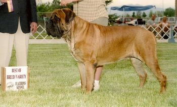Best of Breed - 3 years old
