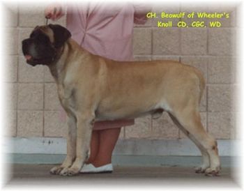 Deny's Sire - Am.Ch. Beowulf of Wheeler's Knoll, CD,CGN,CGC

