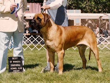Turbo @ 15 months (Luther's sire)
