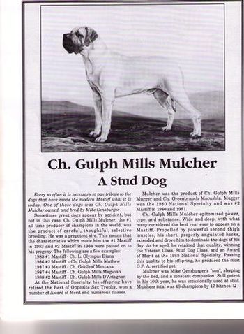 Am.Ch. Gulph Mills Mulcher
