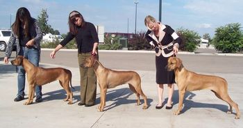 The half sisters and Sparta....from left to right Lola, Sparta, Sunny.
