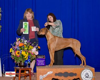 Selous wins an Award of Merit under judge Carol Makowsi at the supported show in Colorado Springs!
